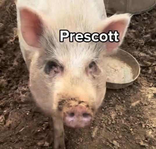 Photo of Prescott