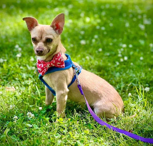 Photo of Pepe. ADOPT PENDING
