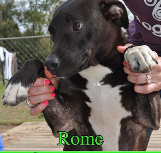 Photo of Rome