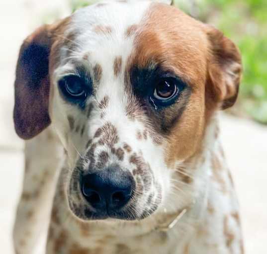 Photo of Skyler (Cross Post)