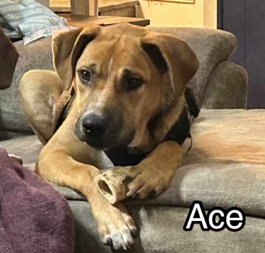 Photo of Ace