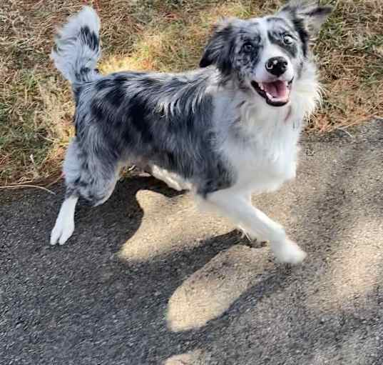 Photo of Fern"I've Been Adopted"
