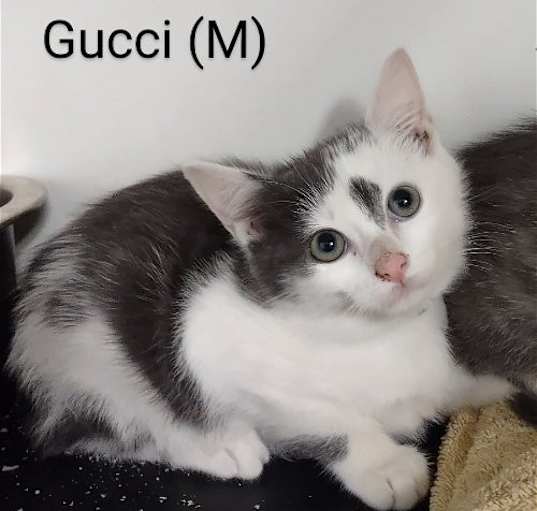 Photo of Gucci