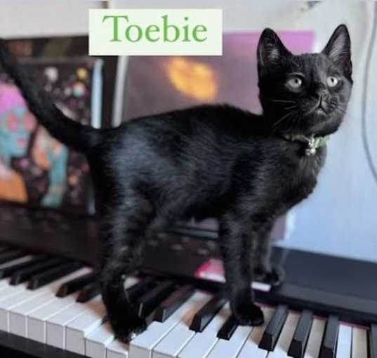 Photo of Toebie