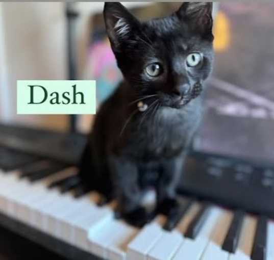 Photo of Dash