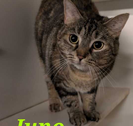 Photo of Juno