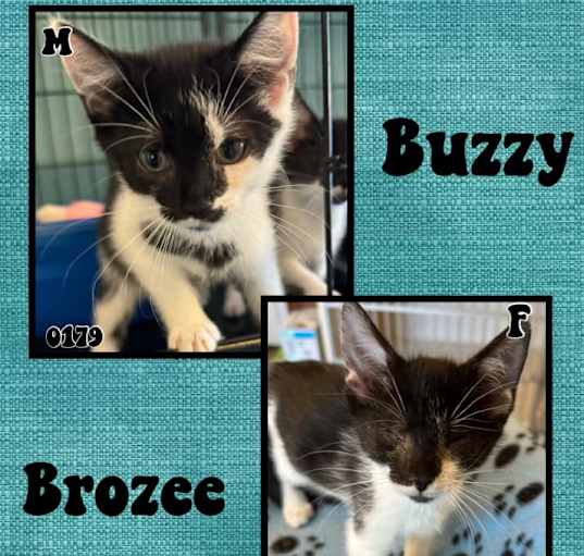 Photo of Buzzy