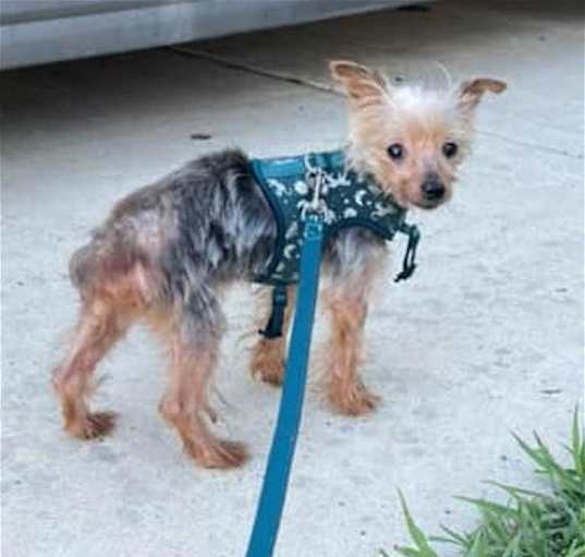 Photo of Russell Yorkie