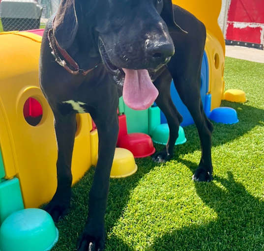 Photo of Bow-Beautiful Great Dane