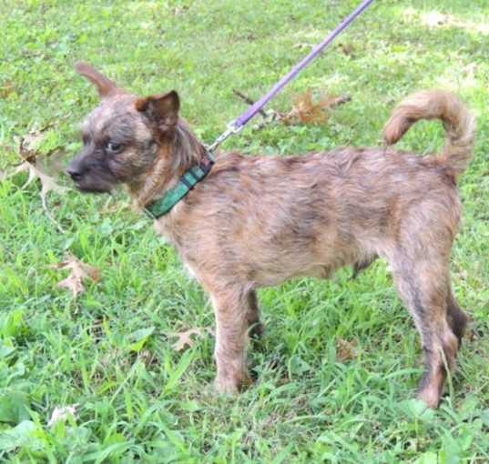 Photo of PUPPY CURIOUS COCO