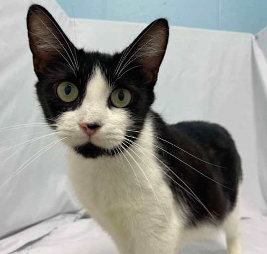 Photo of Delphine: Visit At Petsmart Lynchburg