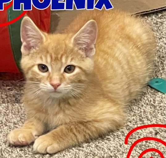 Photo of Phoenix