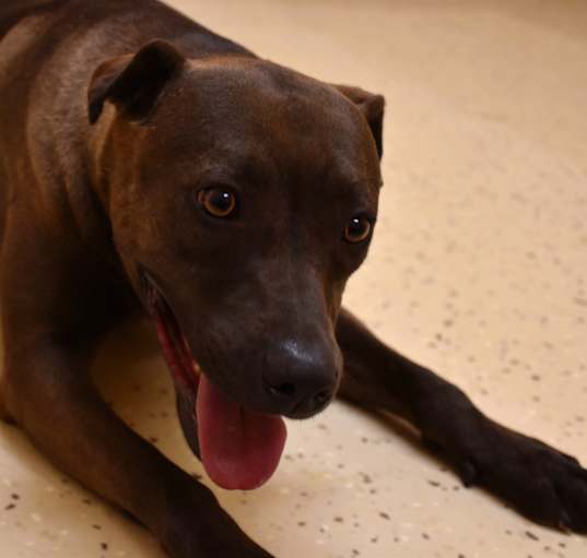 Photo of Sylvie - CAN YOU FOSTER ME?