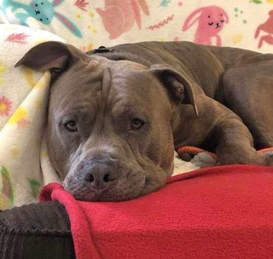 Photo of Georgie