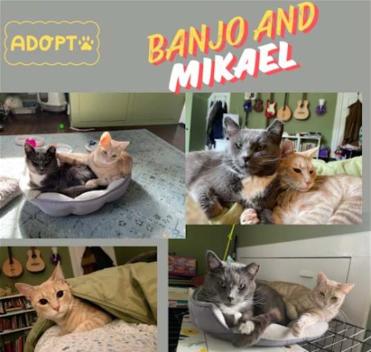 Photo of Banjo and Mikaell: A cuddly duo! URGENT !