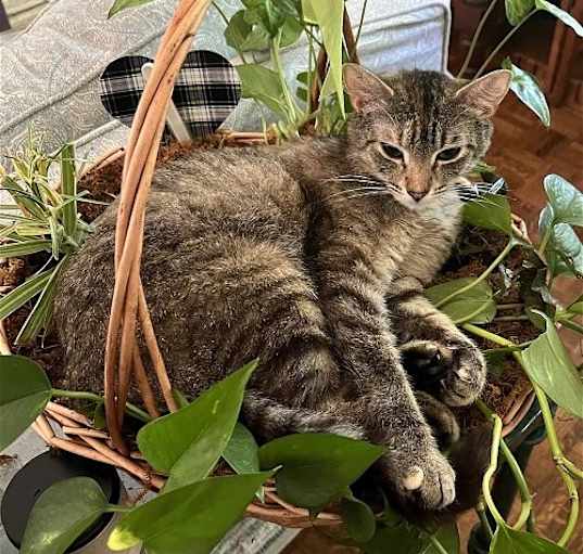 Photo of LILLIAN