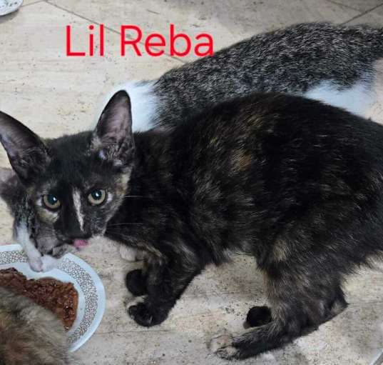 Photo of Lil Reba