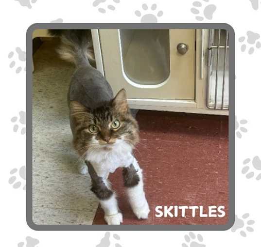 Photo of Skittles