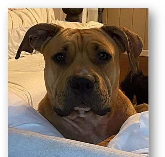 Photo of Yogi