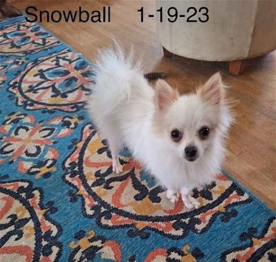 Photo of Snowball