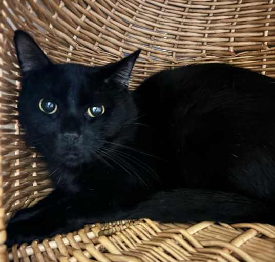 Photo of Midnight