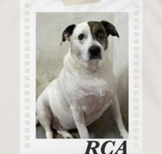 Photo of RCA