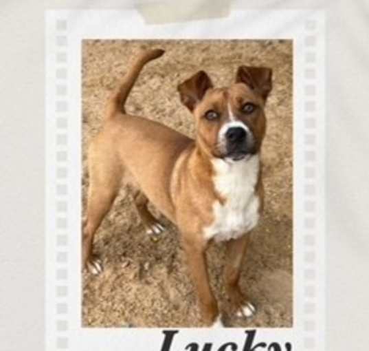 Photo of Lucky