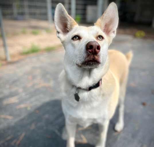Photo of Foxy