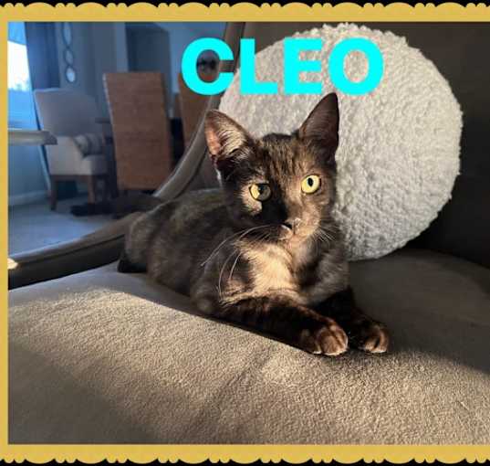 Photo of Cleo