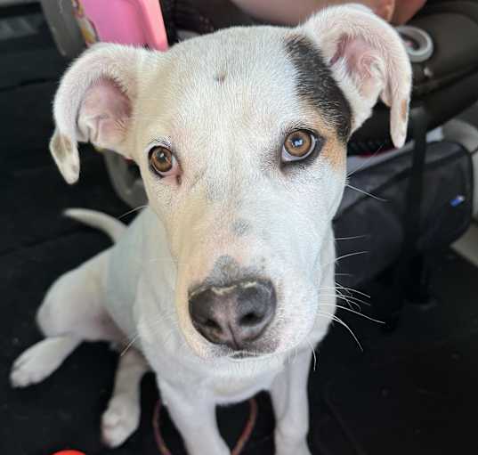 Photo of Ryder