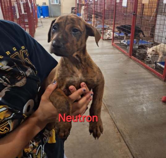 Photo of Neutron