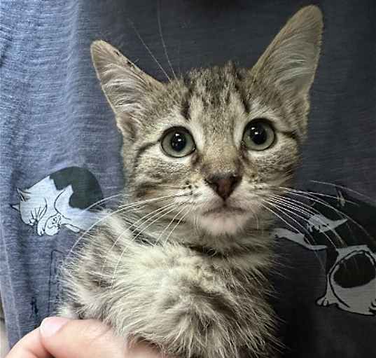 Photo of Croissant's Cheesecake KITTEN