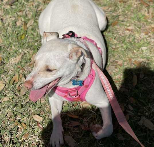 Photo of Ivory Rochelle