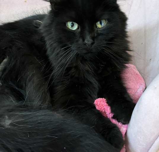 Photo of Smokey