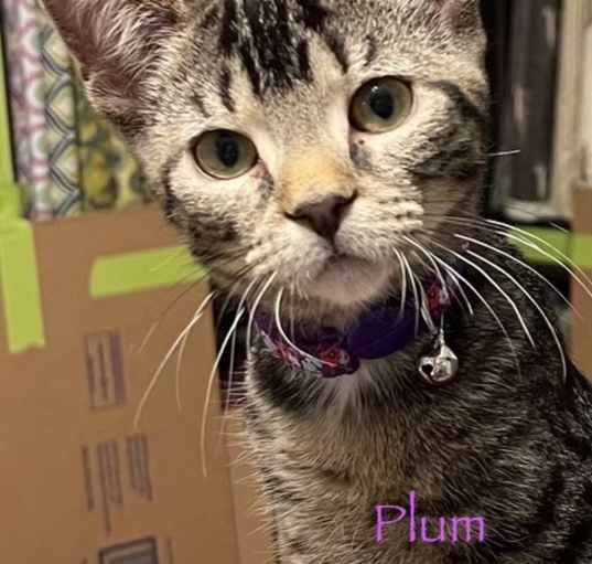 Photo of Plumb