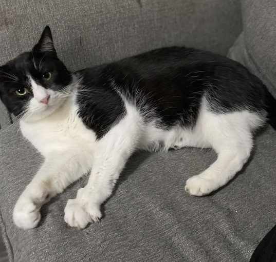Photo of Rocky