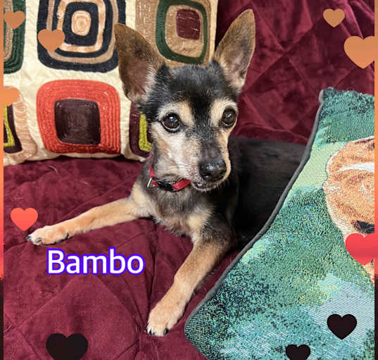 Photo of Bambo