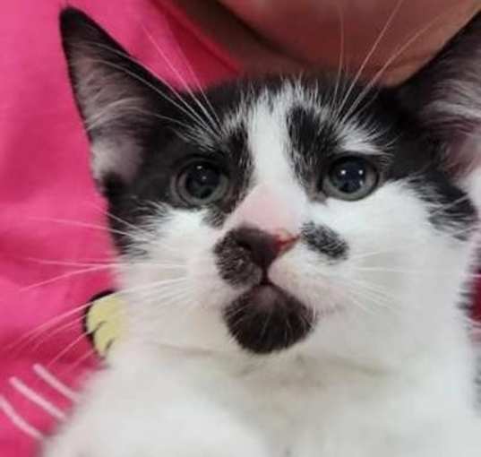 Photo of Charlie - Petsmart Plantation Foster Home