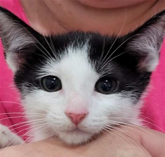 Photo of Dottie - Petsmart Plantation Foster Home