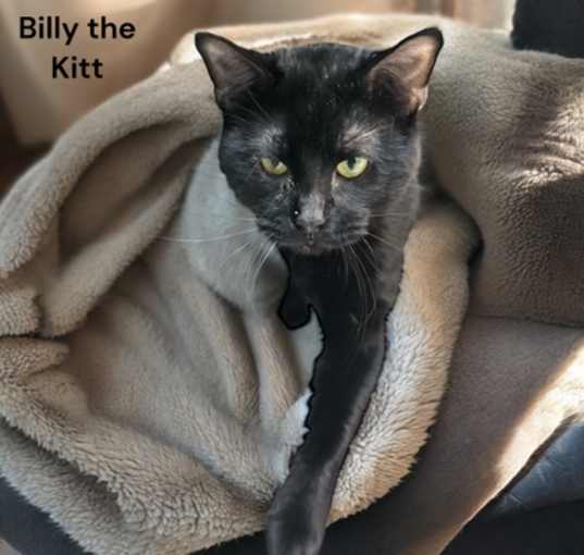 Photo of Billy the Kitt