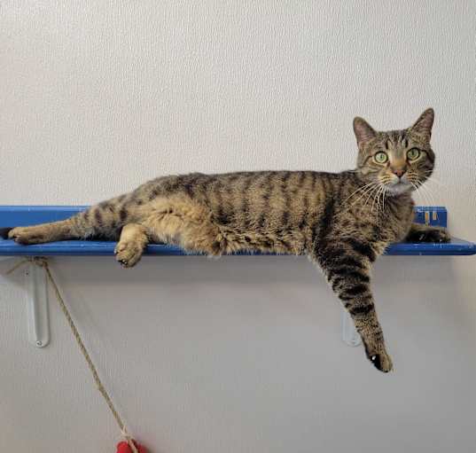 Photo of Taz