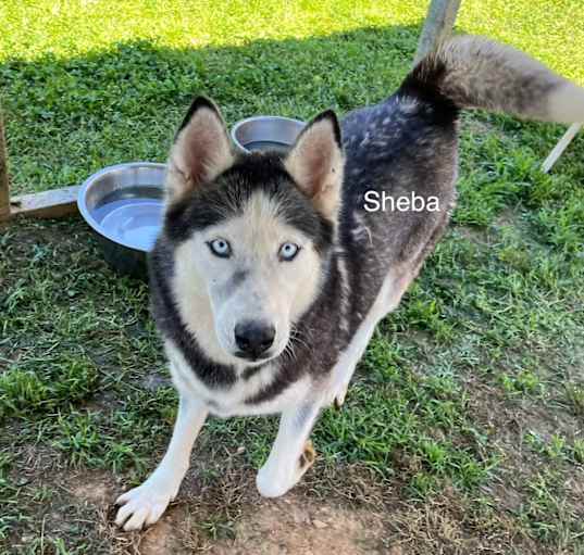 Photo of Sheba