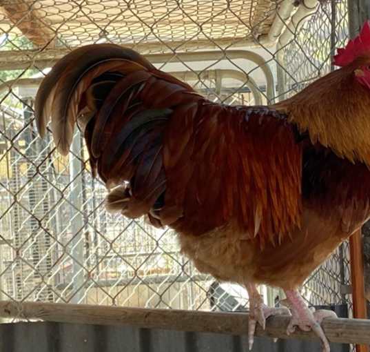 Photo of Mr. Thomas