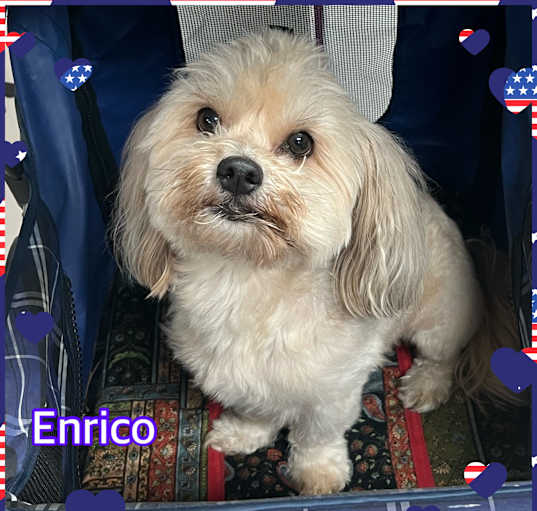 Photo of Enrico