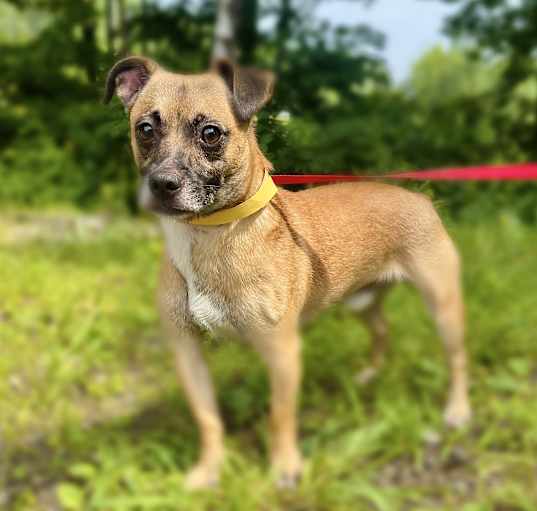 Photo of Otis