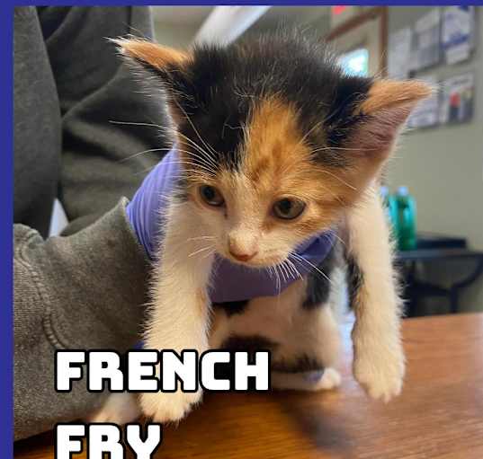 Photo of French Fry