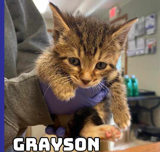 Photo of Grayson