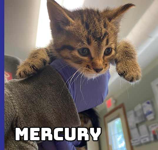 Photo of Mercury