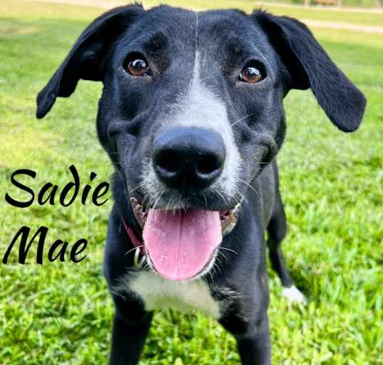 Photo of Sadie Mae