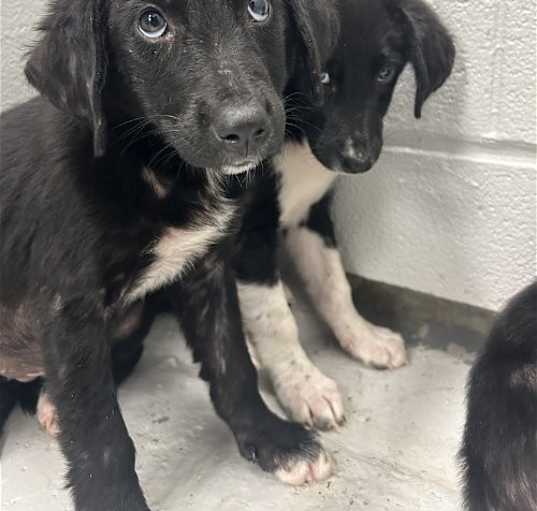 Photo of FOSTERS NEEDED FOR PUPPIES!